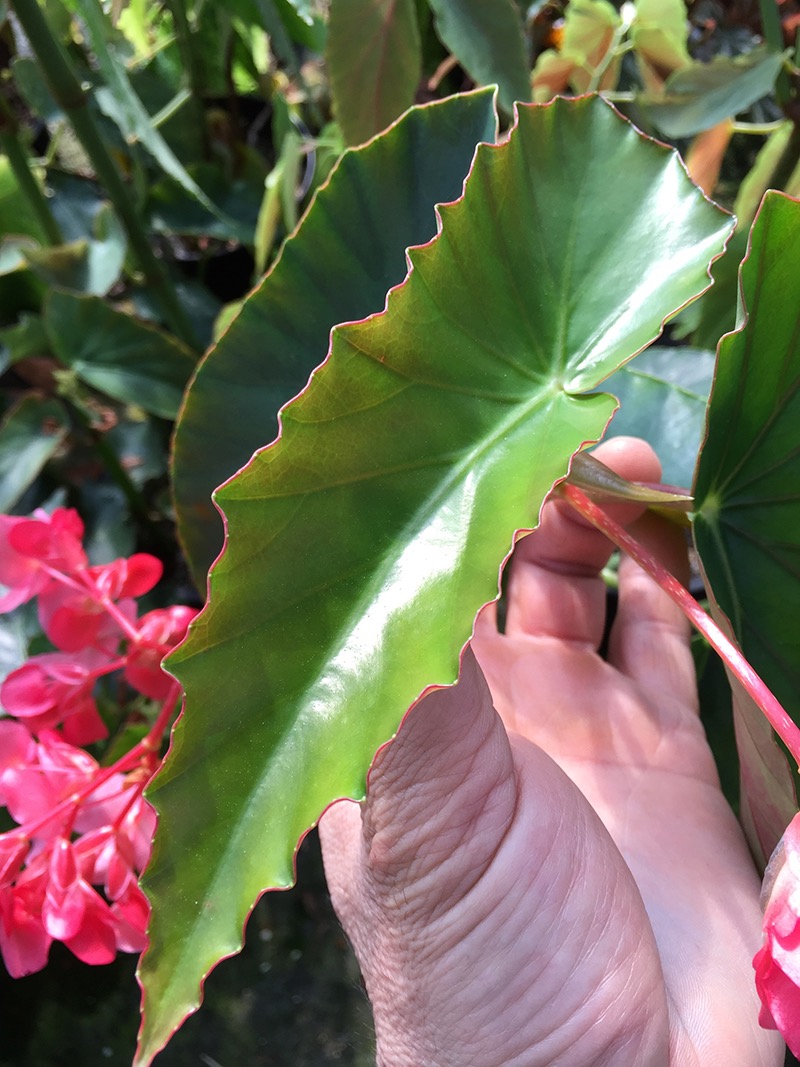 B. ‘Kouge’